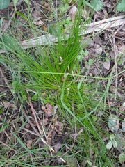 Isolepis reticularis