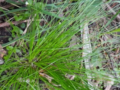 Isolepis reticularis