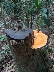 Laetiporus versisporus