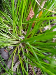 Isolepis reticularis