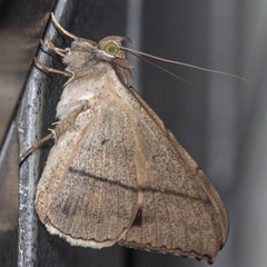 Oxyodes scrobiculata