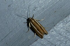 Orocrambus melitastes