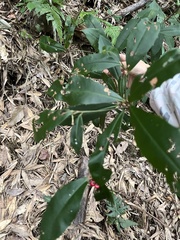 Ardisia cornudentata morrisonensis