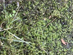 Rhynchostegium riparioides