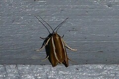 Orocrambus melitastes