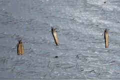 Orocrambus melitastes