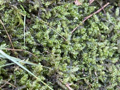 Rhynchostegium riparioides