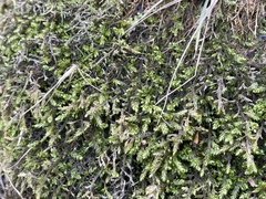 Rhynchostegium riparioides