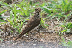 Pinarocorys nigricans