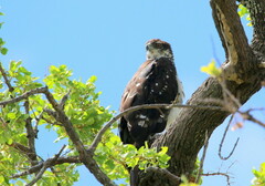 Aquila spilogaster