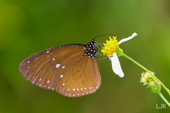 Euploea tulliolus