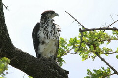 Aquila spilogaster