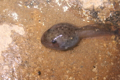 Limnonectes timorensis