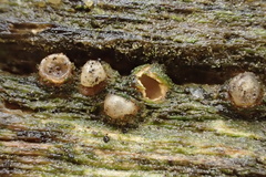 Sphaerobolus stellatus