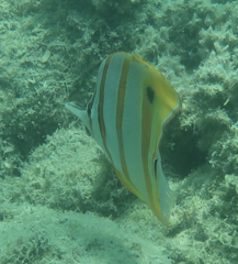 Chelmon rostratus