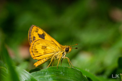 Taractrocera archias