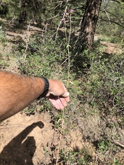 Mirabilis melanotricha