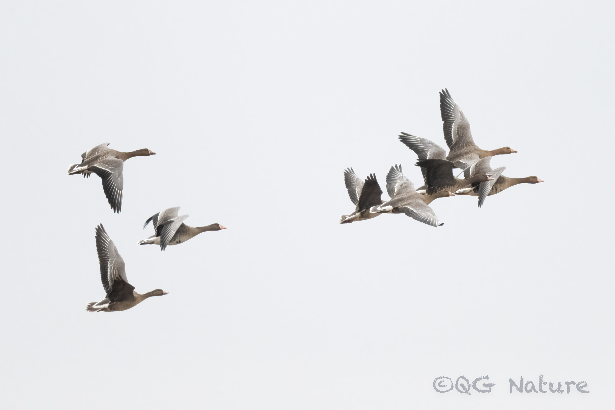 Greater White-fronted Goose