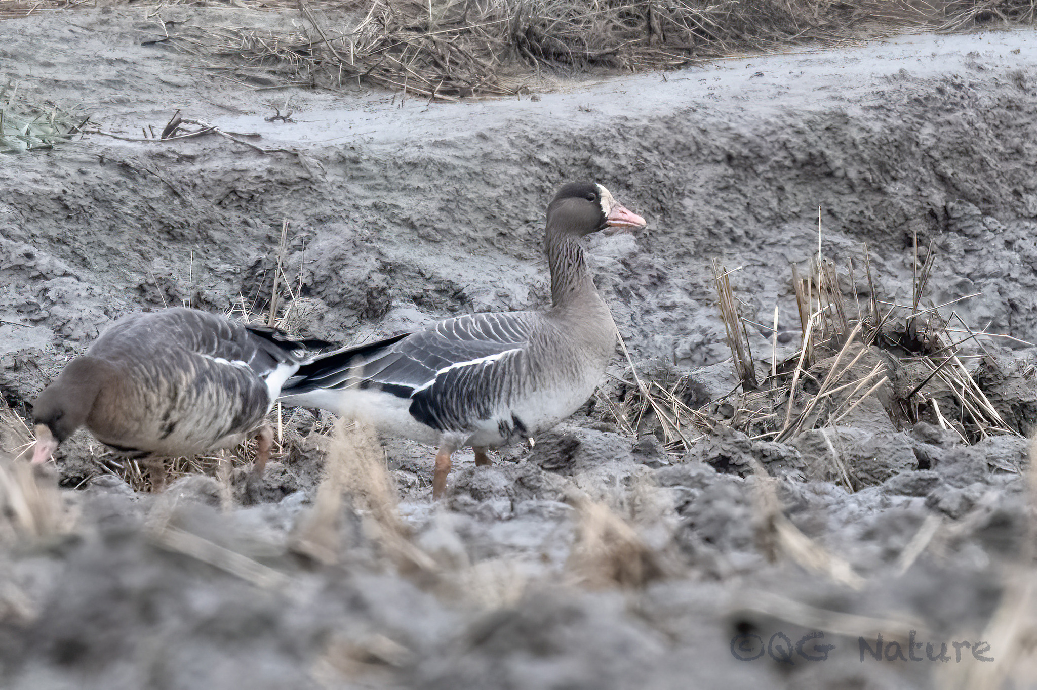 Greater White-fronted Goose