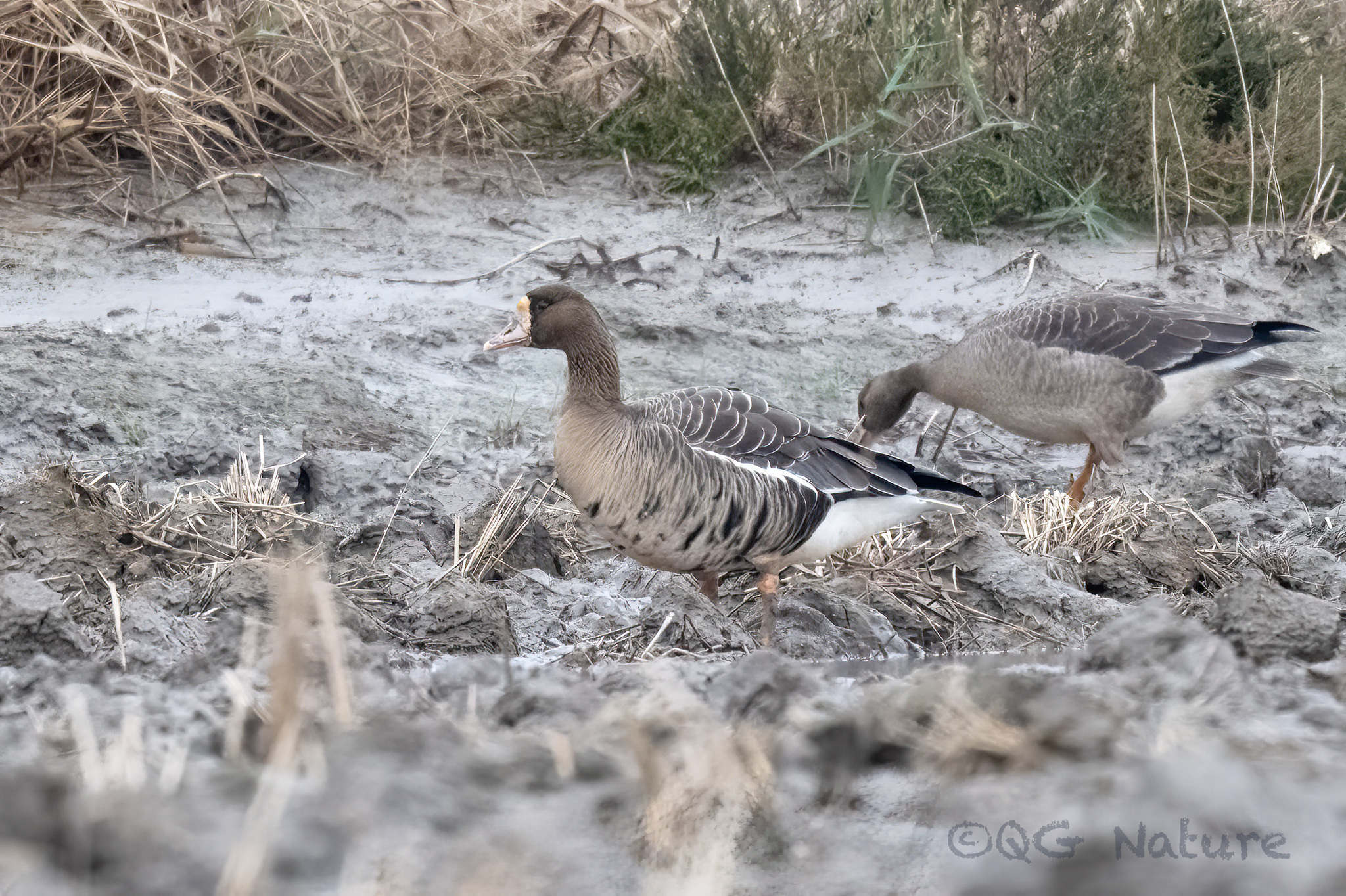 Greater White-fronted Goose