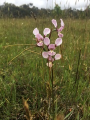 Diuris punctata