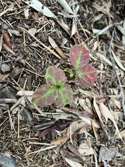 Toxicodendron orientale