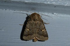 Proteuxoa tetronycha