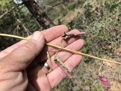 Mirabilis melanotricha