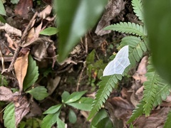 Acropteris leptaliata
