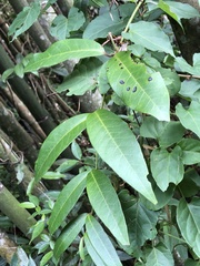 Gardneria multiflora