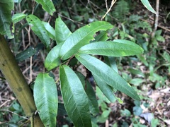 Gardneria multiflora