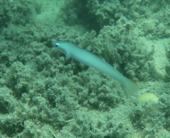 Ptereleotris microlepis