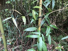 Gardneria multiflora