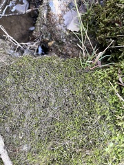 Hygroamblystegium varium