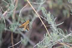 Taractrocera papyria