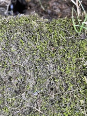 Hygroamblystegium varium