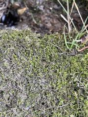 Hygroamblystegium varium
