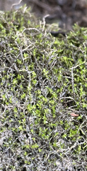 Hygroamblystegium varium