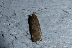 Phaeosaces apocrypta