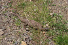 Varanus panoptes panoptes
