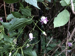 Clematis lasiandra