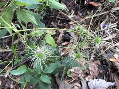 Clematis lasiandra