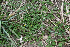 Ixeris repens