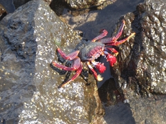 Grapsus adscensionis