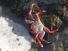 Grapsus adscensionis
