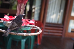 Chalcomitra amethystina