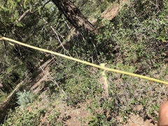 Mirabilis melanotricha