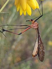 Harpobittacus australis