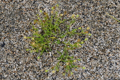 Sagina japonica