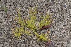 Sagina japonica